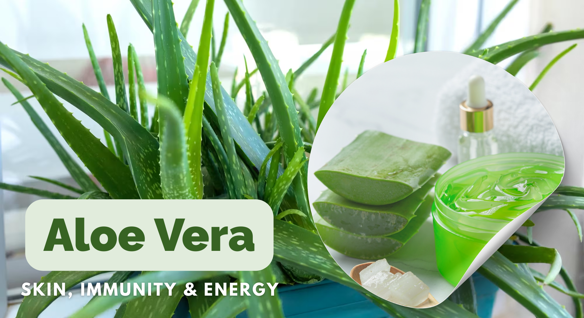 Aloe Vera: The Super Plant for Skin, Digestion & Immunity