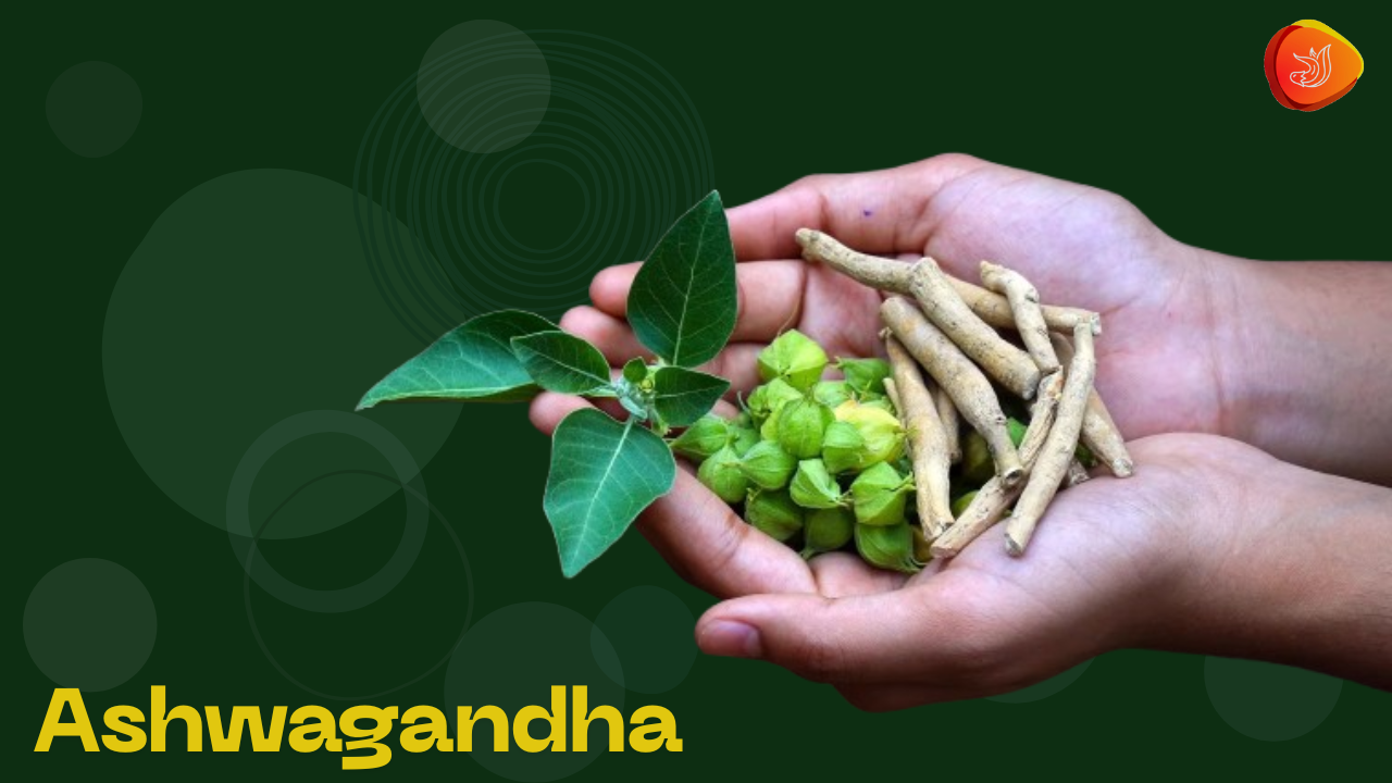 Ashwagandha – Boost Strength, Vitality & Inner Balance Naturally