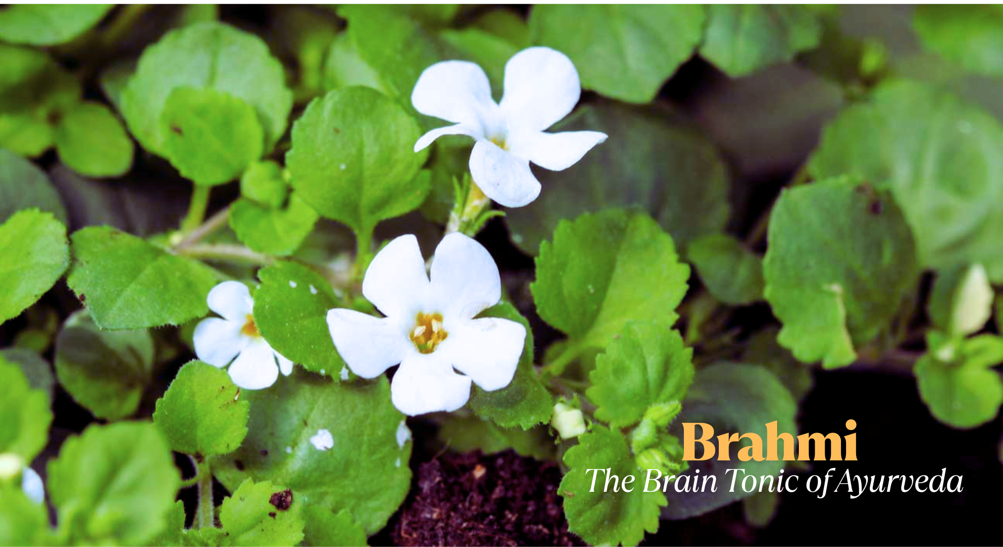 Brahmi: The Stress-Relief Herb for Busy Minds