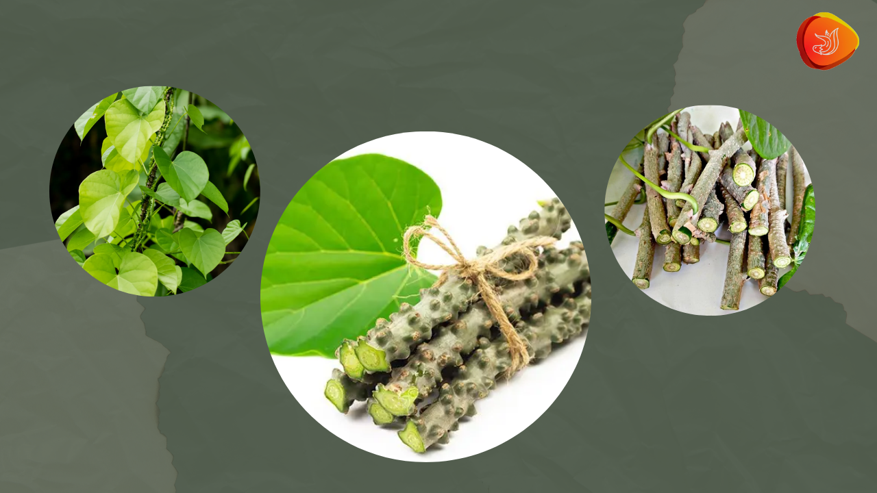 Giloy – Ayurveda’s magic for Immunity, Vitality & Healing