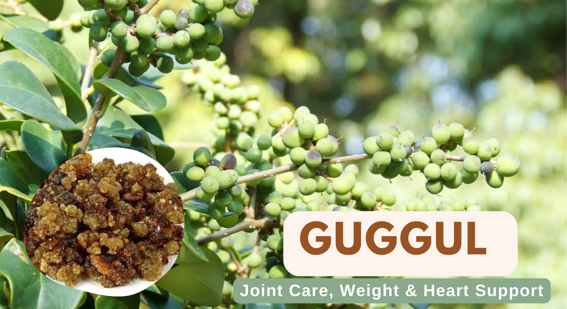 Guggul: Ayurveda’s Answer to Joints, Cholesterol & Detox