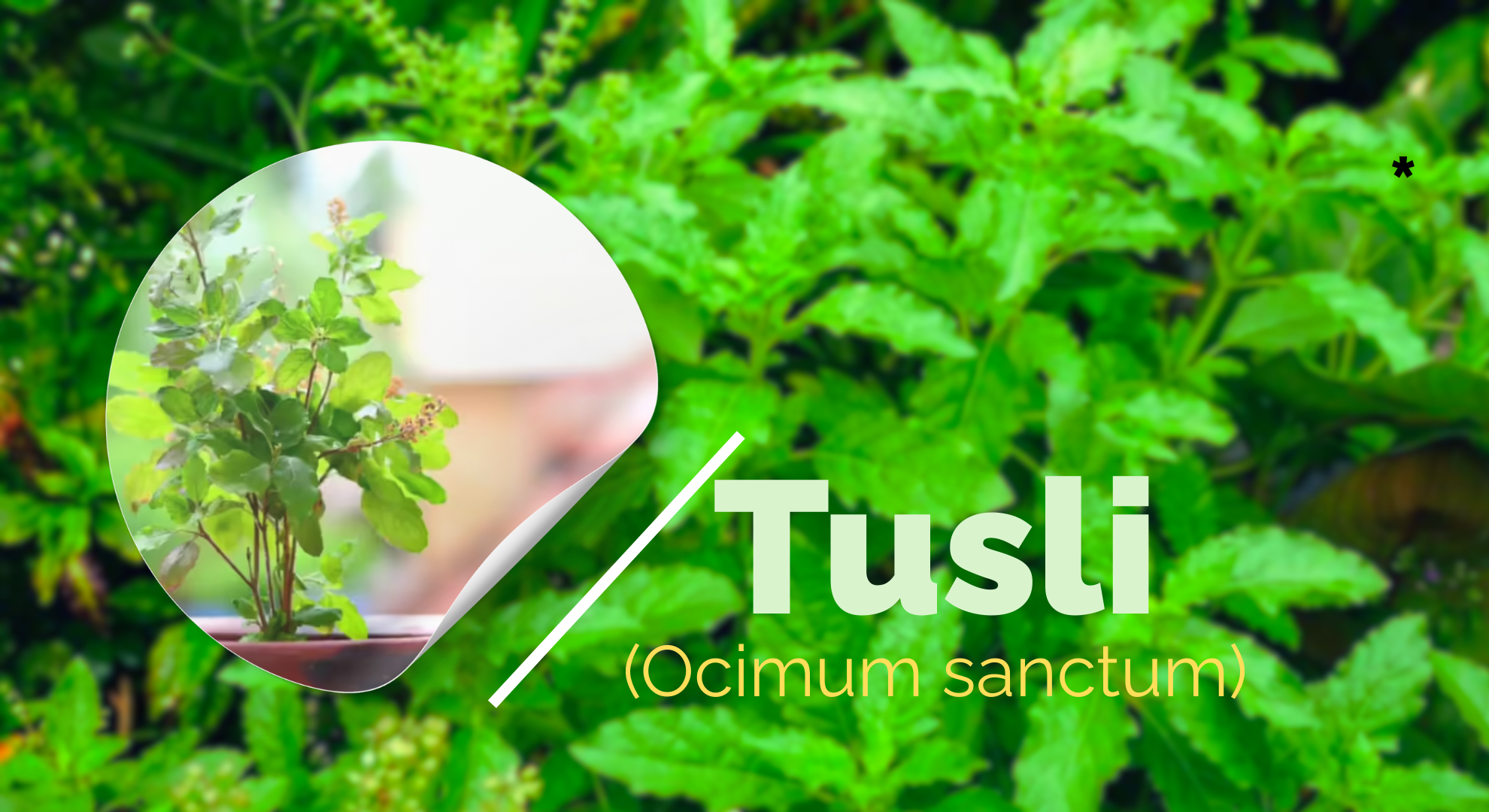Tulsi – The Holy Basil for Immunity & Stress Relief