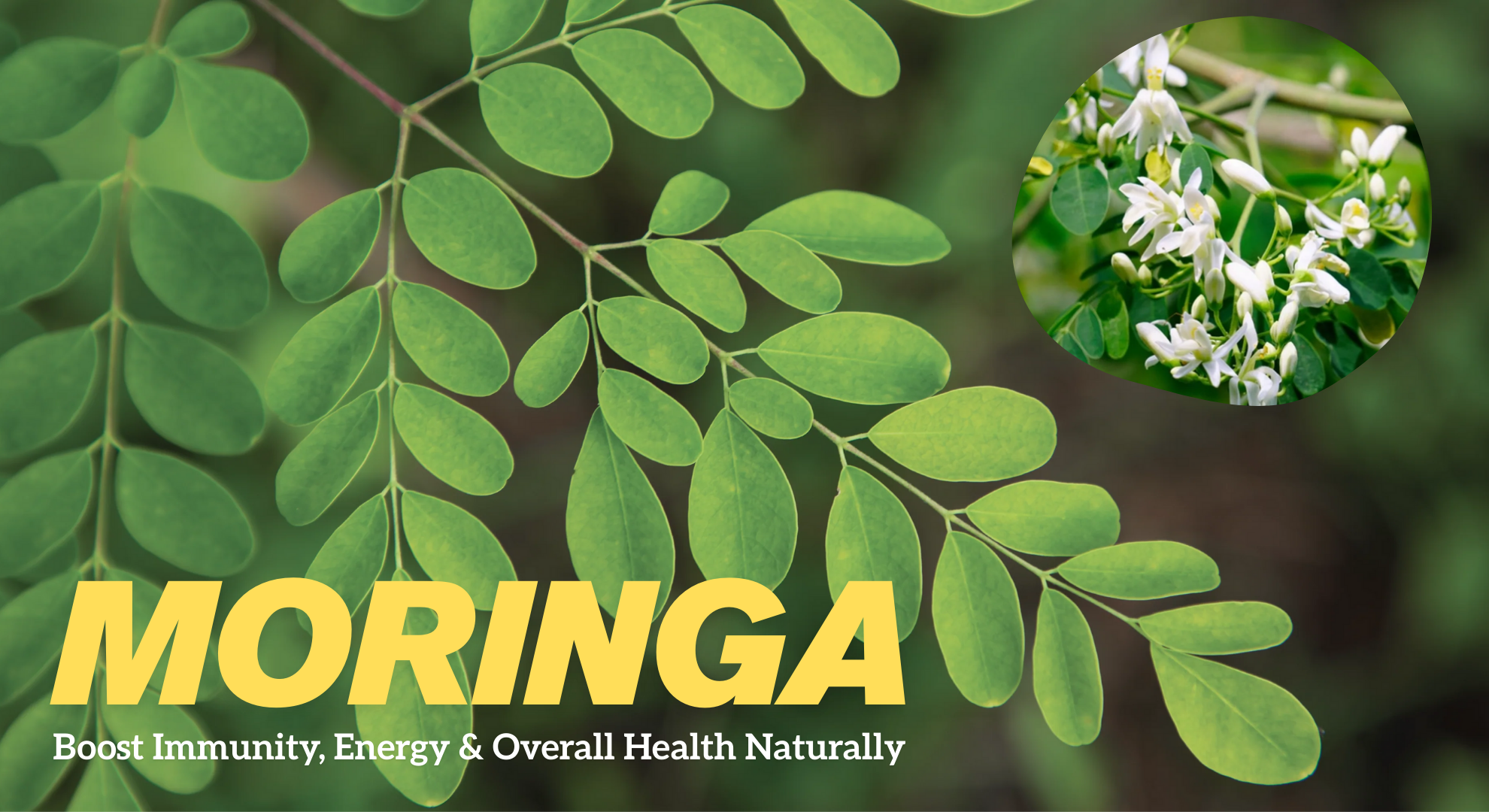 Moringa – Nature’s Secret to Energy and Wellness