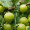 Amla – Ayurveda’s Magical Superfruit for Health, Beauty & Longevity