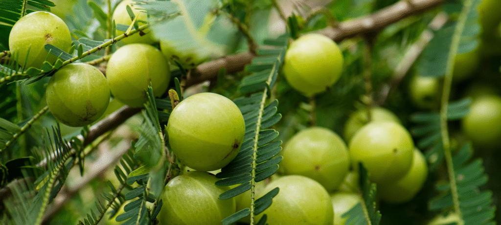 Amla