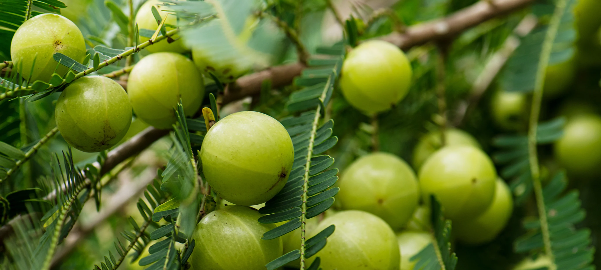 Amla – Ayurveda’s Magical Superfruit for Health, Beauty & Longevity